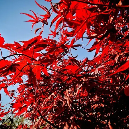 Acero Rosso 아파트 마르티나프란카