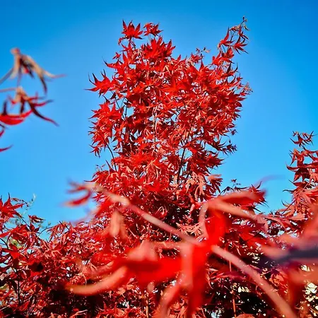Acero Rosso